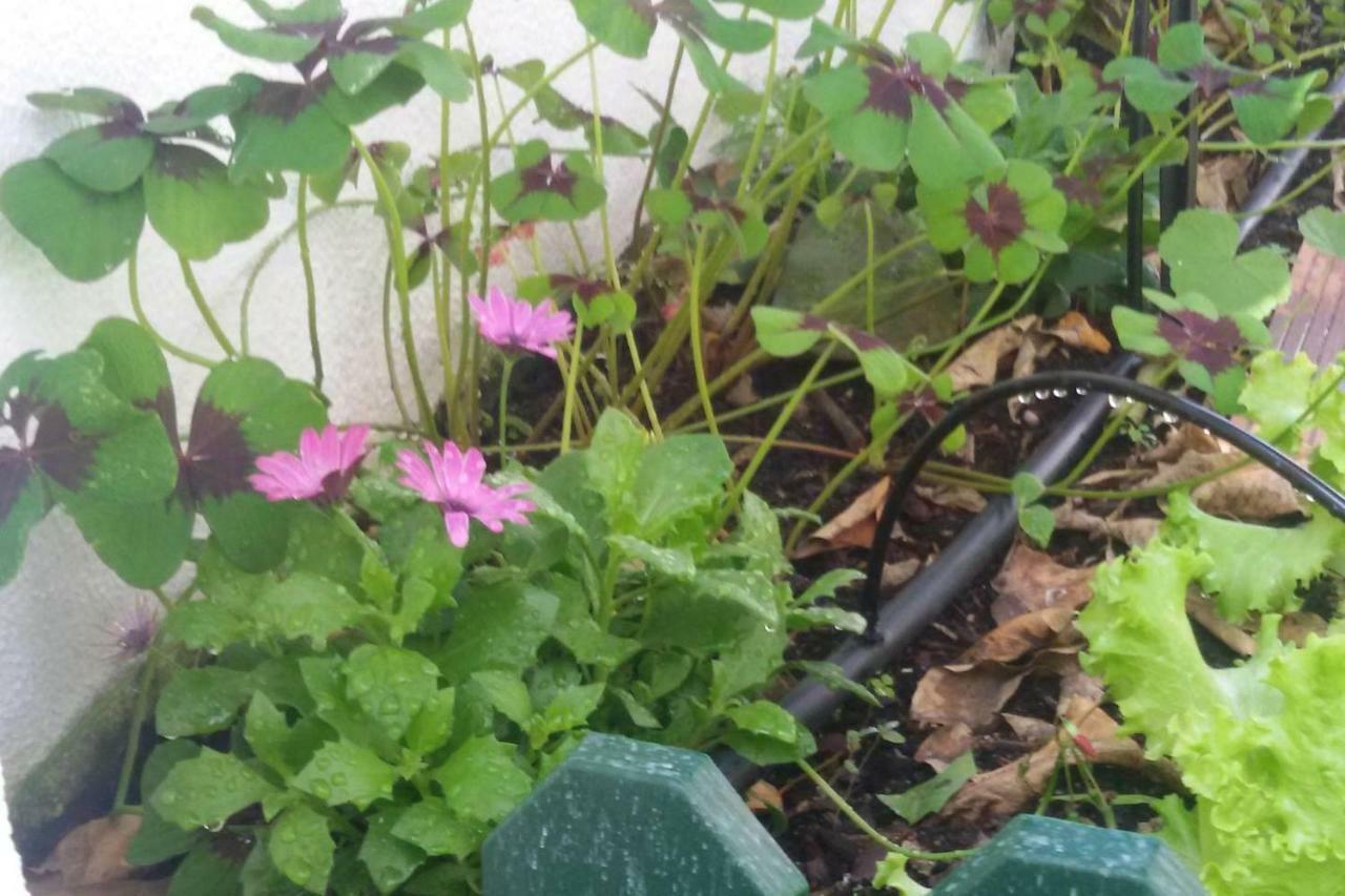 Sunny Orange Garden Apartment In Central ליסבון מראה חיצוני תמונה